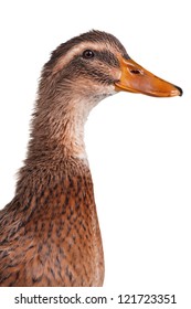 Young Domestic Duck Isolated On White Background