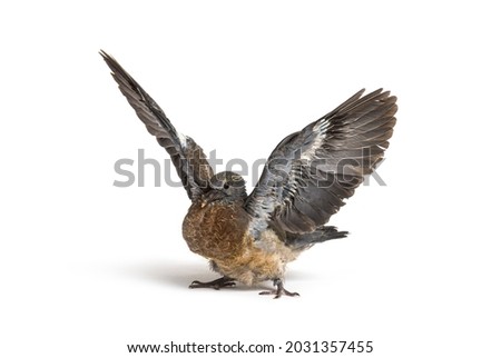Young domestic pigeon falling out of the nest taking its first take off, learning to flight, against white background