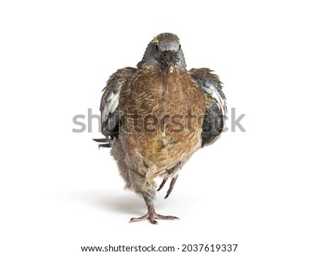 Young domestic pigeon falling out of the nest, against white background