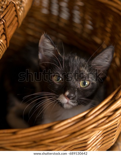 Young Domestic Short Hair Calico Cat Stock Photo Edit Now 689530642