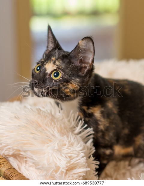 Young Domestic Shorthair Calico Kitten Cat Stock Photo Edit Now