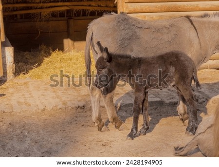 A young donkey with black fur among other donkeys in front of a small stable.Donkeys sunbathing in their paddock on a May afternoon. A wooden stable made of beams with a run - the residence of the don