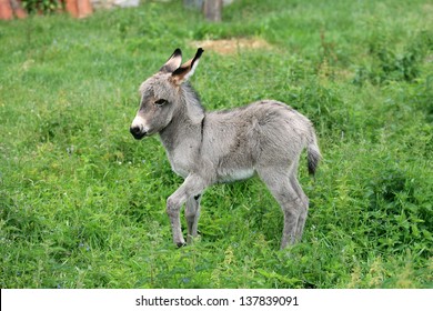 126 Donkey belly Images, Stock Photos & Vectors | Shutterstock