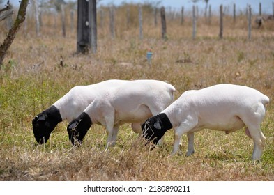 Young Dorper Sheep On The Farm