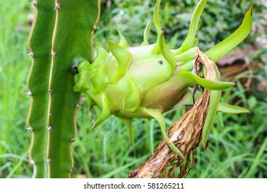 Young Dragon Fruit On A Dragon Friut Tree 