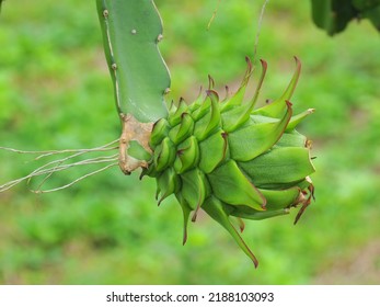 young dragon fruit plant