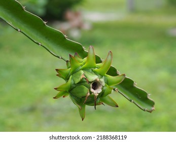 young dragon fruit plant