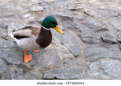 Young Drake, Anatinae, Anas Platyrhynchos, Wild Bird From The Order Came Ashore On The Shore, Asks For Food, Concept Park Fauna Of Urban Water Bodies