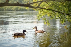 A Young Duck And A Drake Swim On The Lake Under The Branches Of A Tree. Warm Cute Photo