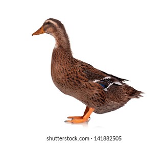 Young Duck Isolated On White Background Stock Photo 141882505 ...