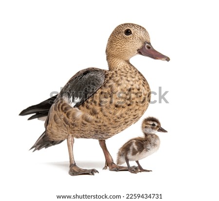young duckling of Madagascar teal duck, Anas bernieri, Isolated on white