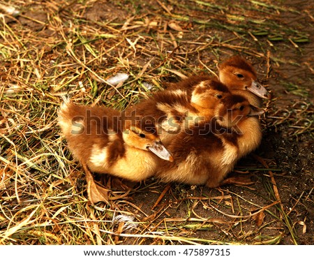 Similar – Image, Stock Photo Baby Muscovy ducklings Cairina moschata