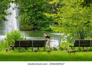 Young ducklings graze grass near a bench in a park in Amsterdam. The father guards the family, watching what is happening around from the top of the bench. Spring, summer, nice sunny weather.  - Powered by Shutterstock