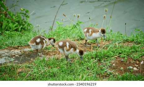 Young ducklings graze on the lake - Powered by Shutterstock