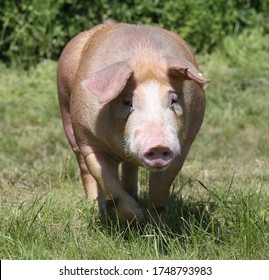 Young Duroc Pig Grazing On The Meadow