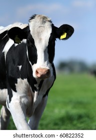 Young dutch cow (focus on head)
