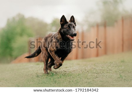 young dutch shepherd dog running outdoors in summer