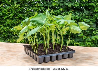 Young dwarf french bean plants in a seedling tray on a workbench with green leaves in the background - Powered by Shutterstock