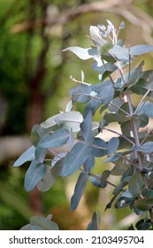 Young Dwarf Tasmanian Blue Gum (Eucalyptus Globula Compacta), South Australia