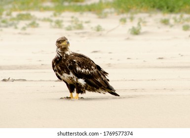 Young Eagle Watching Beachgoers At Long Beach Peninsula Beach