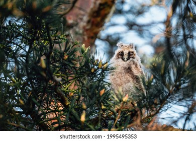 Young Eared Owl Sitting On The Conifer Tree. Wild Bird In The Wild Nature. Animal Eye Contact With Camera. Sunny Day And Blue Sky. 