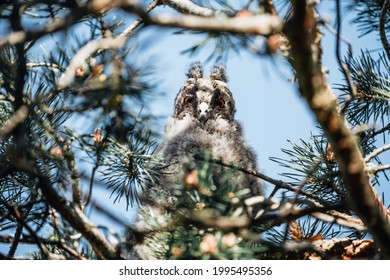 Young Eared Owl Sitting On The Conifer Tree. Wild Bird In The Wild Nature. Animal Eye Contact With Camera. Sunny Day And Blue Sky. 