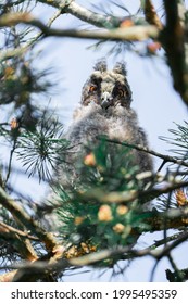 Young Eared Owl Sitting On The Conifer Tree. Wild Bird In The Wild Nature. Animal Eye Contact With Camera. Sunny Day And Blue Sky. 