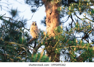 Young Eared Owl Sitting On The Conifer Tree. Wild Bird In The Wild Nature. Animal Eye Contact With Camera. Sunny Day And Blue Sky. 