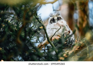 Young Eared Owl Sitting On The Conifer Tree. Wild Bird In The Wild Nature. Animal Eye Contact With Camera. Sunny Day And Blue Sky. 