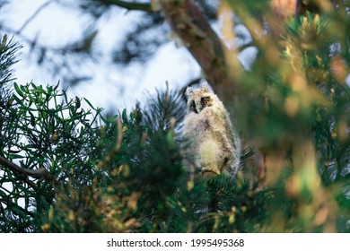 Young Eared Owl Sitting On The Conifer Tree. Wild Bird In The Wild Nature. Animal Eye Contact With Camera. Sunny Day And Blue Sky. 