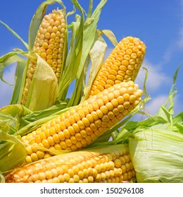 Young ears of corn against the sky - Shutterstock ID 150296108