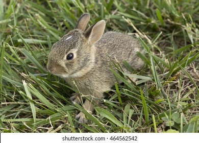 Young Eastern Cottontail Rabbit (Sylvilagus floridanus)