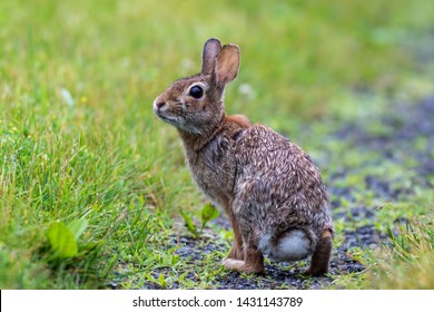 Young Eastern Cottontail (Sylvilagus Floridanus) rabbit on the grassy trail covered in morning dew