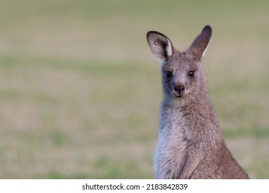 Young eastern grey kangaroo (Macropus giganteus). Cute Australian marsupial portrait, NSW.
