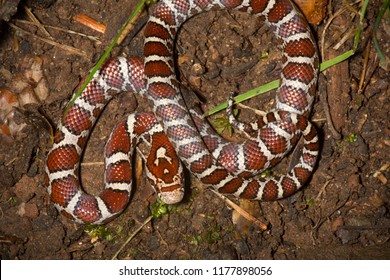 Coiled Snake Images Stock Photos Vectors Shutterstock