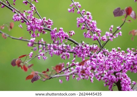 Young Eastern Redbud trees with slender trunks, each covered in clusters of vibrant purple flowers. The blurred green background enhances the vivid floral display