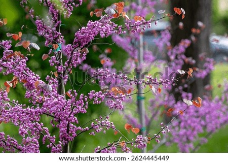 Young Eastern Redbud trees with slender trunks, each covered in clusters of vibrant purple flowers. The blurred green background enhances the vivid floral display