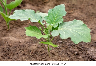 A young eggplant seedling grows in a farmer's garden. Close-up. The concept of organic farming. - Powered by Shutterstock