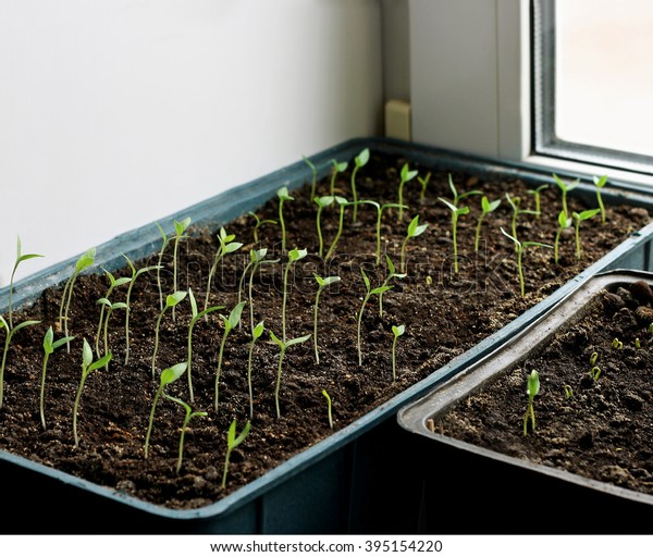 Young Eggplant Seedlings Grown Trays On Stock Photo Edit Now