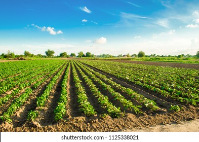 young eggplants grow in the field. vegetable rows. Agriculture, farming. farmlands. Landscape with agricultural land - Shutterstock ID 1125338021