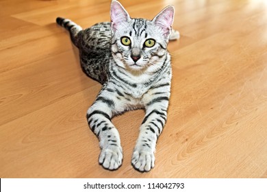 Young Egyptian Mau