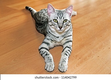 Young Egyptian Mau