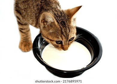 Young Egyptian Stray Street Cat With A Plastic Bowl Of Milk In Front Of It, A Small  Semi Owned Striped Kitty Drinking Milk Isolated On White Background