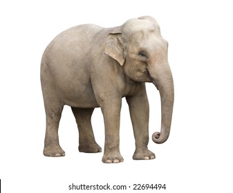 Young Elephant Calf Isolated With Clipping Path. Easy To Put Over Any Background.