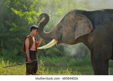 Young Elephant And Man ,Thailand