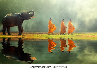 Young elephant with Monk alms round 
