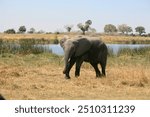 Young elephant on savanna in Africa during the day with watering hole in background