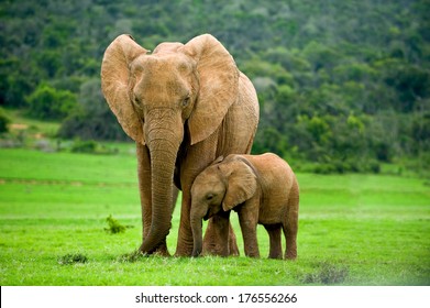 A young elephant right next to an adult one.