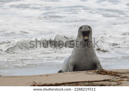 Young Elephant Seal Pops Up to Bark On California Coast in southern Big Sur