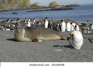 Young Elephant Seals And King Penguins